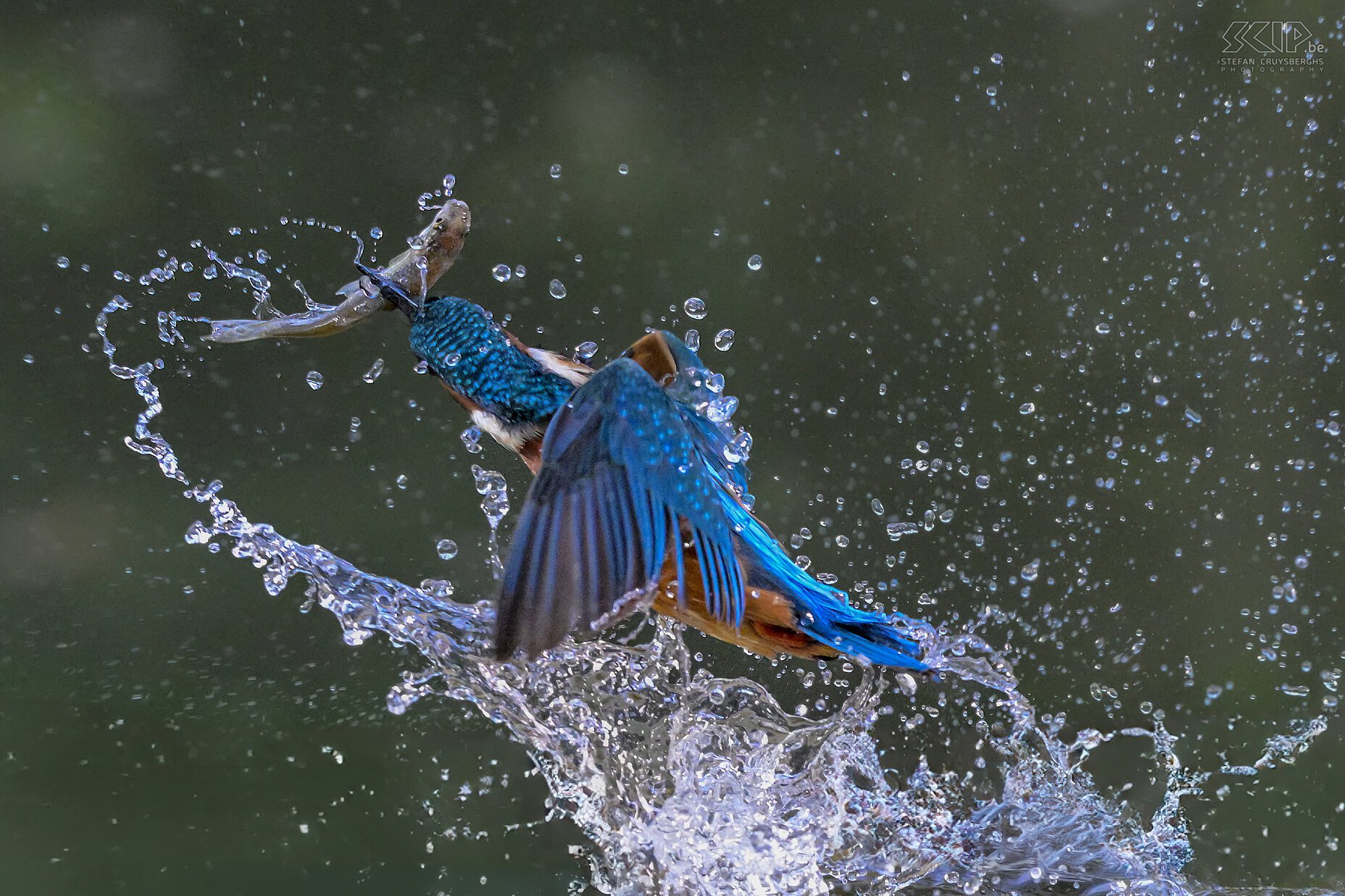 Kingfisher  Stefan Cruysberghs
